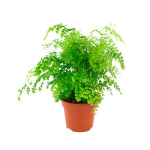 Avenca P Vaso