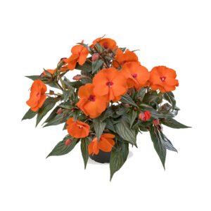 Impatiens Vaso