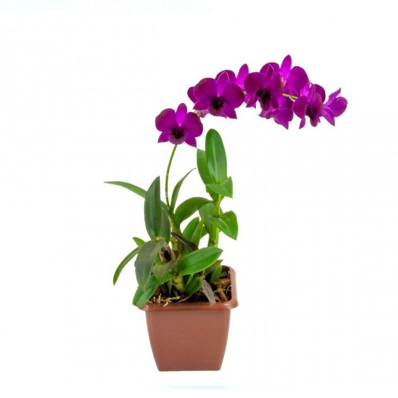 Orquídea Denphal Vaso – Sabor da Terra Hortifruti