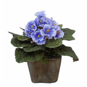 Violeta Vaso